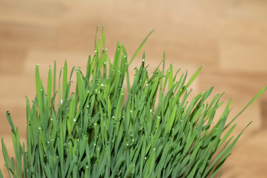 wheatgrass health benefits