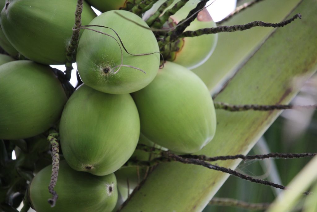 coconut water headache