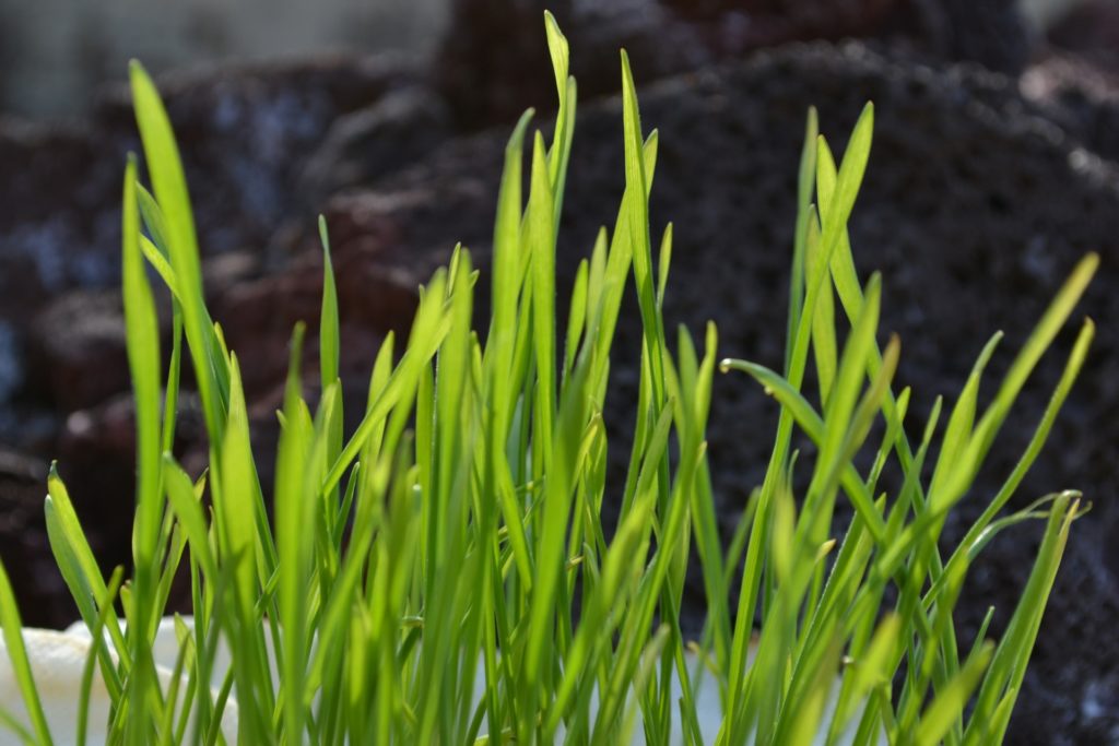 wheatgrass magnesium