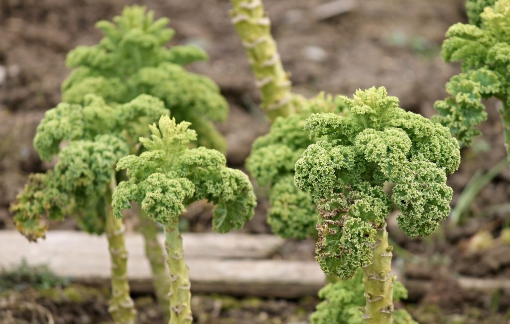 kale juicing