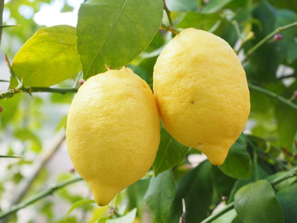 lemon fat loss