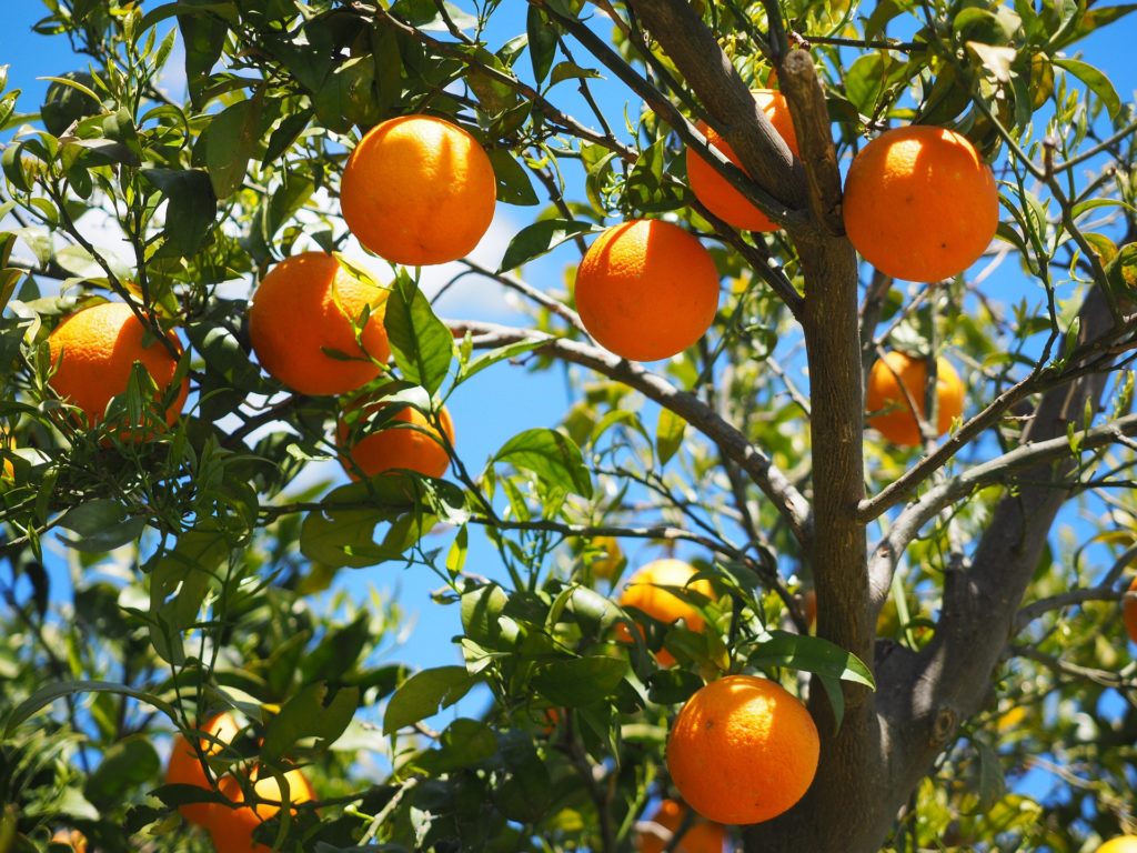 oranges for energy