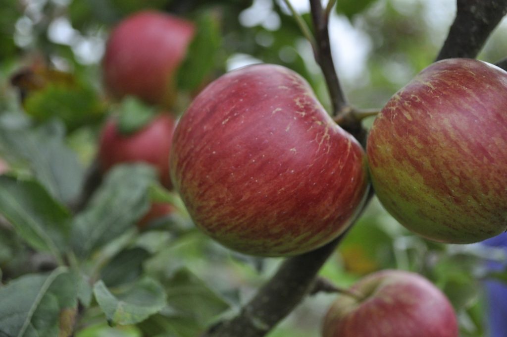 apple for skin health